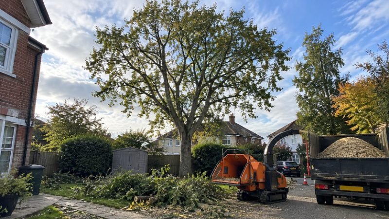Tree Trimming in Portsmouth