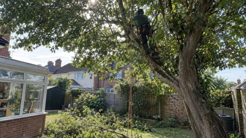 Tree Trimming services in Portsmouth, Portsmouth